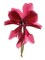 Cyclamen Dance Poster Print by Julia McLemore - Item # VARPDXMCL101